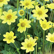 dahlia topmix jaune